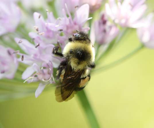 A picture of a bee on a flower, as scary as a dragon.