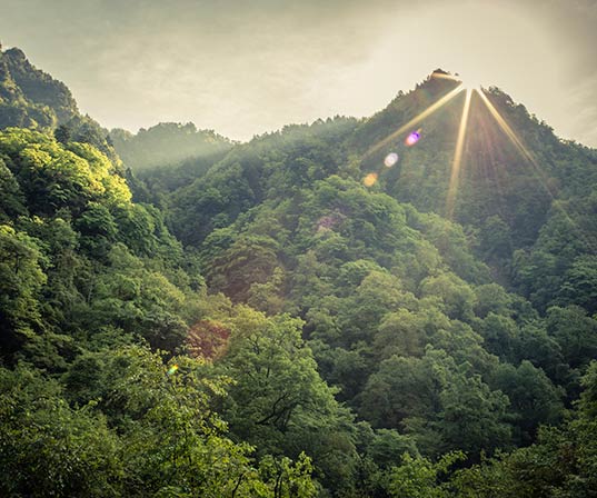 A pciture of a jungle